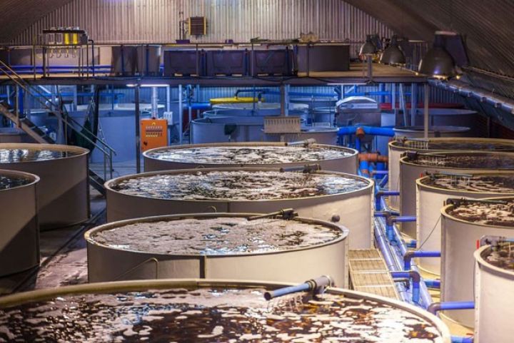 Qızıl Balıqartırma Zavodu satışa çıxarıldı