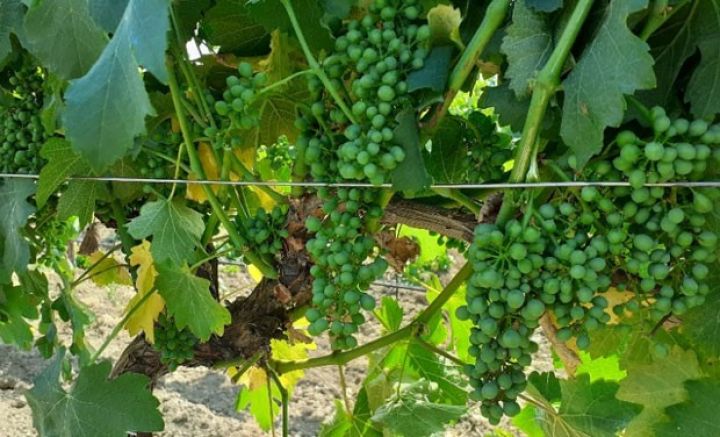 Bu il üzümdə məhsuldarlığın yüksək olduğu bildirilir