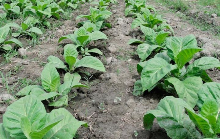 Qəbələdə tütün sahələri artırılmayacaq