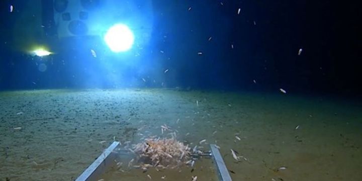 Dünyanın ən dərin nöqtəsində plastik tapıldı