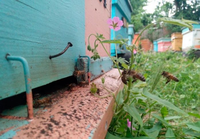 "Bu il bal bol olacaq, şirkətlər ixrac istiqamətində fəaliyyətlərini artıra bilərlər"