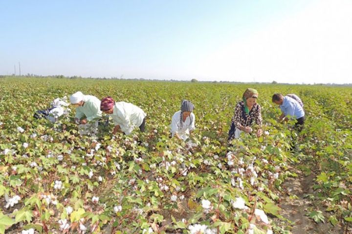 "35 ton məhsul toplaya biləcəyəm, bu da 11 min manat qazanc deməkdir"