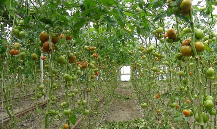 "Bu il məhsulumuz keçən ilkindən də yaxşıdır"