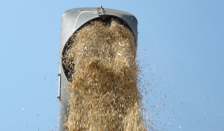 "Düyümüzə Avropa ölkələrindən də tələbat var"