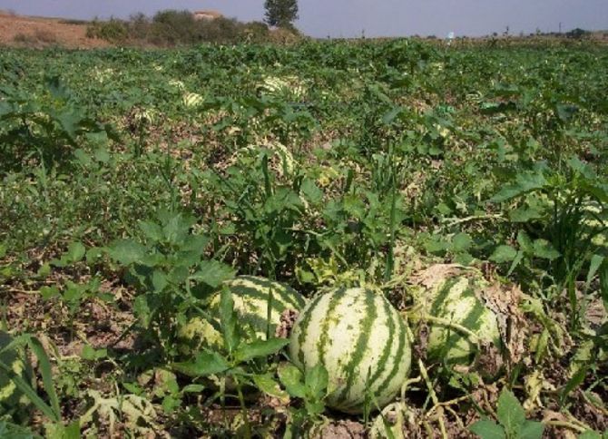 Sabirabadda sahələrdən 132 min tondan çox qarpız-yemiş yığılıb