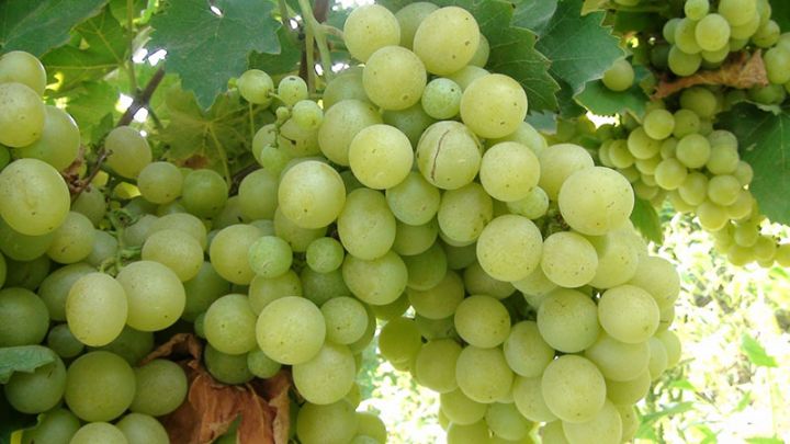 Azərbaycanda yeni üzüm növləri yaradılacaq