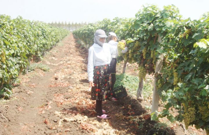 Cəlilabad bağlarında üzüm 40 qəpikdən satılır