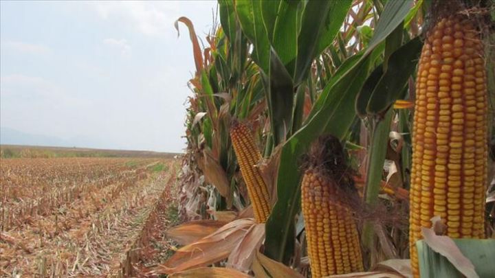 Yanvarda sərmayəçisinə ən çox qarğıdalı qazandırıb