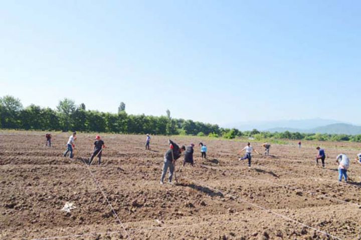 Türkiyəli mütəxəssislərin iştirakı  yeni sitrus bağları salınır