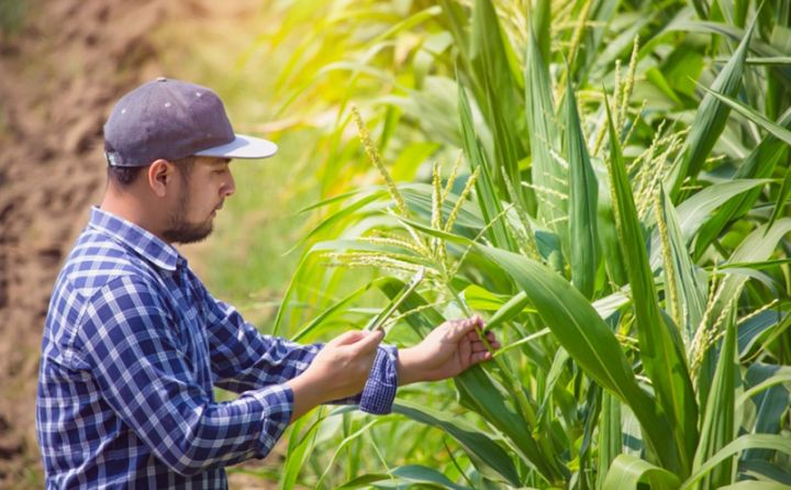 Subsidiya alınması üçün sığortalanacaq bitkilərin - SİYAHISI TƏSDİQLƏNDİ