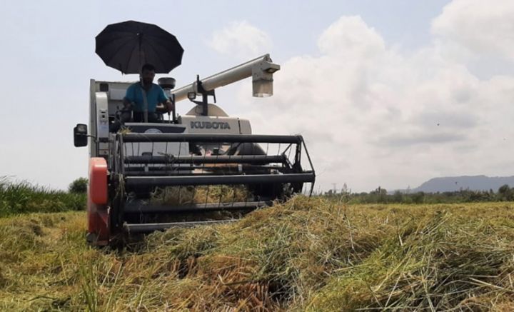 Astarada çəltik sahələrində məhsuldarlıq ötən ilə nisbətən bu il yaxşıdır
