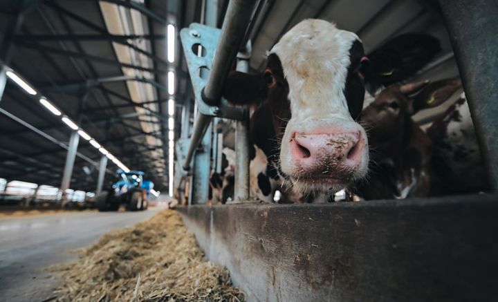 Aqrar sığorta predmeti olan heyvanların yaş kateqoriyası dəyişdiriləcək