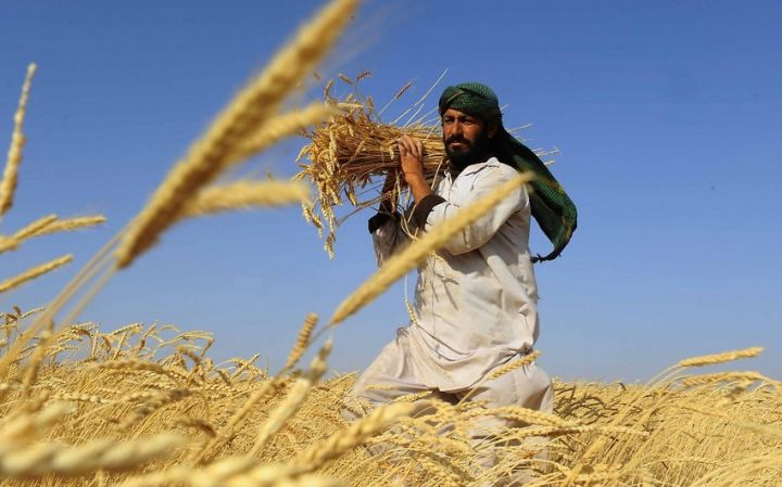 Bu ölkədə hökumət maaşları buğda ilə ödəyəcək