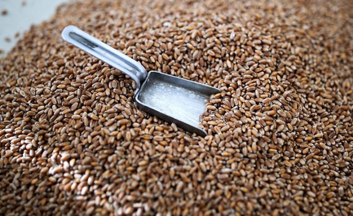 BMT dünya buğda qiymətlərində azalma olduğunu bəyan edib