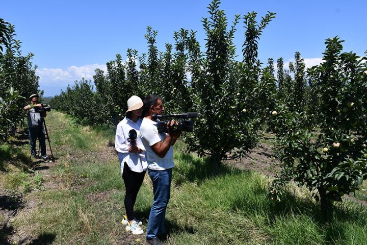 Qax Aqroparkın bağlarında məhsul yığımı həyata keçirilir