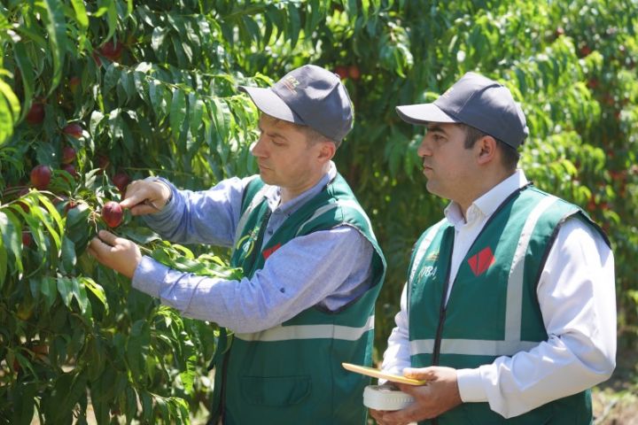 Veysəloğlu Şirkətlər Qrupu üçün “tarladan süfrəyə” nədir?