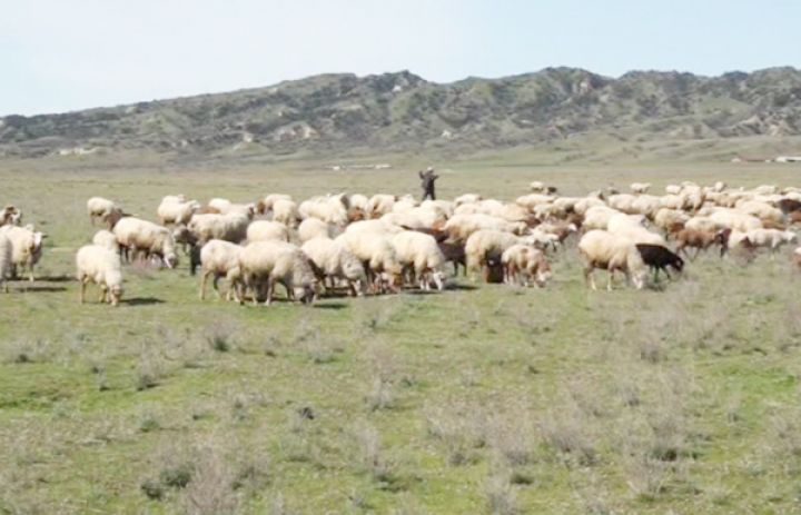 "Qışlaq problemi olduğundan qoyunların sayı azalır"