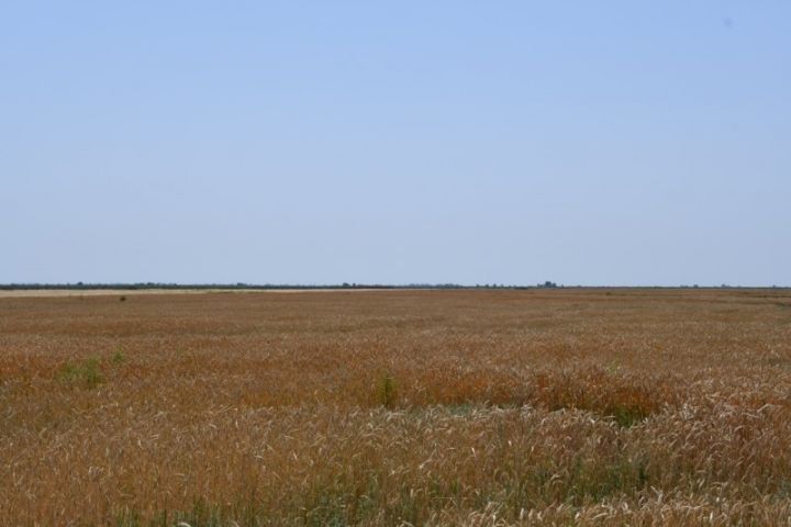 Sabirabad Pilot Aqroparkda məhsul yığımına başlanıb