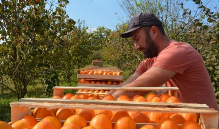 Azərbaycanın xurma ixracı geriləyib - 10 milyon dollara yaxın düşüb