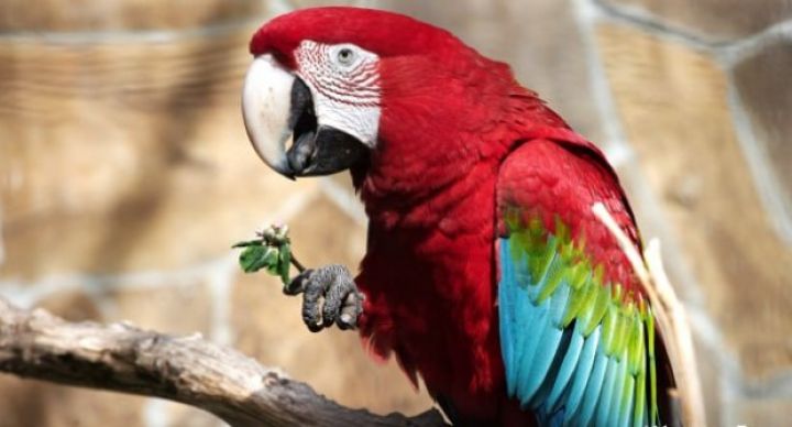 Türkiyədə tutuquşuların satışı 10 dəfə artıb