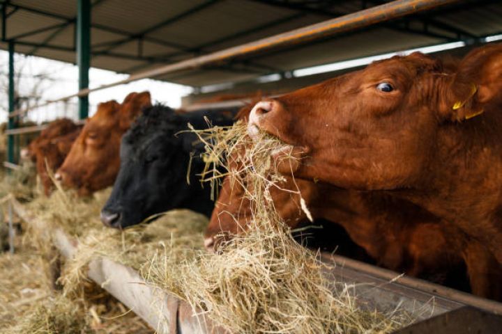 Mal-qaranın və keçi-qoyunların sayı ən aşağı həddə düşüb, ölkəyə ət idxalı 17,5 % artıb