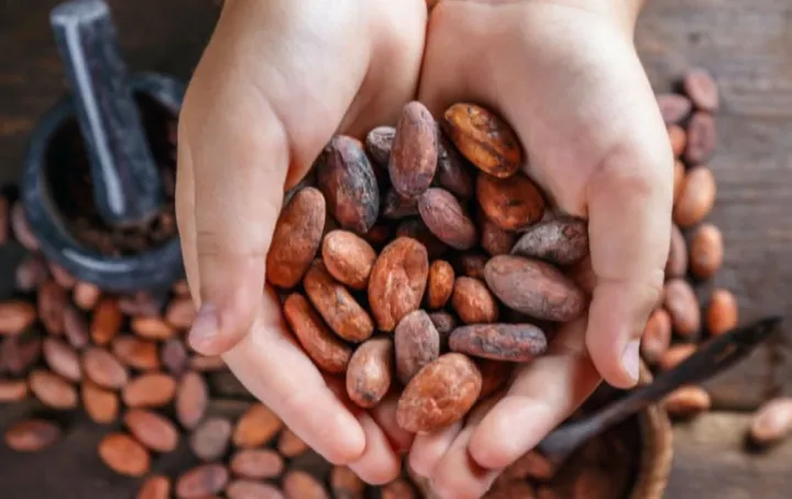 TOAT – Azərbaycanın ilk "Bean to Bar" (kakao dənəsindən şokolada) şokolad mağazası Bakıda açıldı